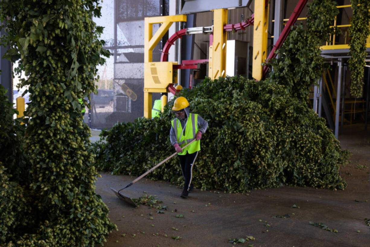 Romina Atzin sweeps up harvested hops at Perrault Farms in Toppenish in Yakima County on Sept. 16. Washington has 71 percent of the more than 60,000 acres of hops planted in the U.S. as of June 2021. Nearly all of that acreage is in the Yakima Valley. (Matt M.