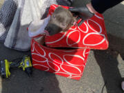 A puppy that was zip-tied into a cooler bag was rescued from the trunk of a car that the Clark-Vancouver Regional Drug Task Force searched last week during a drug investigation. The Clark County Sheriff's Office said the suspect surrendered the dog to animal control.