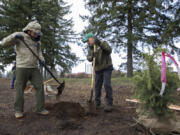 Matthew Kuntz, left, of Vancouver Parks and Recreation and Kevin Carr of Bartlett Tree Experts dig a hole Saturday morning during an Arbor Day service project hosted by Vancouver's Urban Forestry Commission at Old Apple Tree Park in Vancouver. Volunteers planted seven trees around the park and several small plants near the Vancouver Land Bridge.