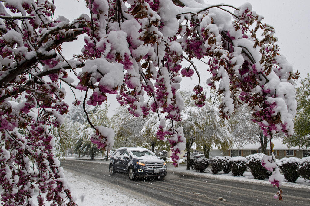 A motorist passes by a tree with snow-covered blossoms in southeast Vancouver after a rare April snowstorm blanketed the area Monday morning, April 11, 2022.