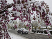 A motorist passes by a tree with snow-covered blossoms in southeast Vancouver after a rare April snowstorm blanketed the area Monday morning, April 11, 2022.