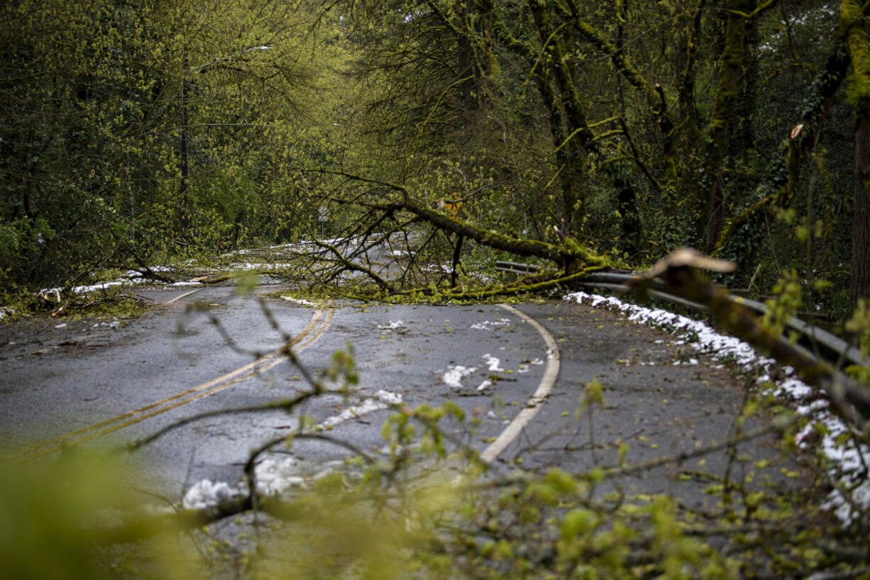 Monday's snow brought down enough trees in Blandford Canyon to force Vancouver to close South Blandford Drive until the roadway can be cleared, as seen Tuesday morning.