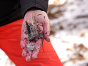 Snow hydrologist Anne Nolin holds a sample of dirty snow at the site of the 2021 Caldor Fire, Monday, April 4, 2022, near Twin Bridges, Calif. As wildfires intensify across the West, researchers are studying how scorched trees could lead to a faster snowmelt and end up disrupting water supplies. Without a tree canopy, snow is exposed to more sunlight.