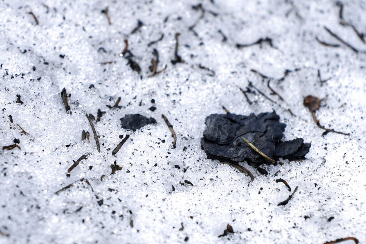 Burned tree bark and other debris sit on melting snow at the site of the 2021 Caldor Fire, Monday, April 4, 2022, near Twin Bridges, Calif. As wildfires intensify across the West, researchers are studying how scorched trees could lead to a faster snowmelt and end up disrupting water supplies. Without a tree canopy, snow is exposed to more sunlight.