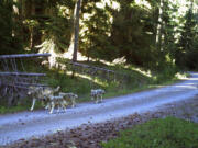 FILE - This Aug. 27, 2019, photo taken by a trail camera provided by the Oregon Department of Fish and Wildlife shows a wolf pack that had at least four pups taken during the 2019 annual wolf count/survey at Umpqua National Forest, Ore. The growth of Oregon's wolf population slowed significantly last year because 21 animals were killed by human poaching, were hit by cars or were killed by wildlife officials after eating livestock. The Oregon Department of Fish and Wildlife says the 2021 census counted 175 wolves, up just two animals from the previous year.