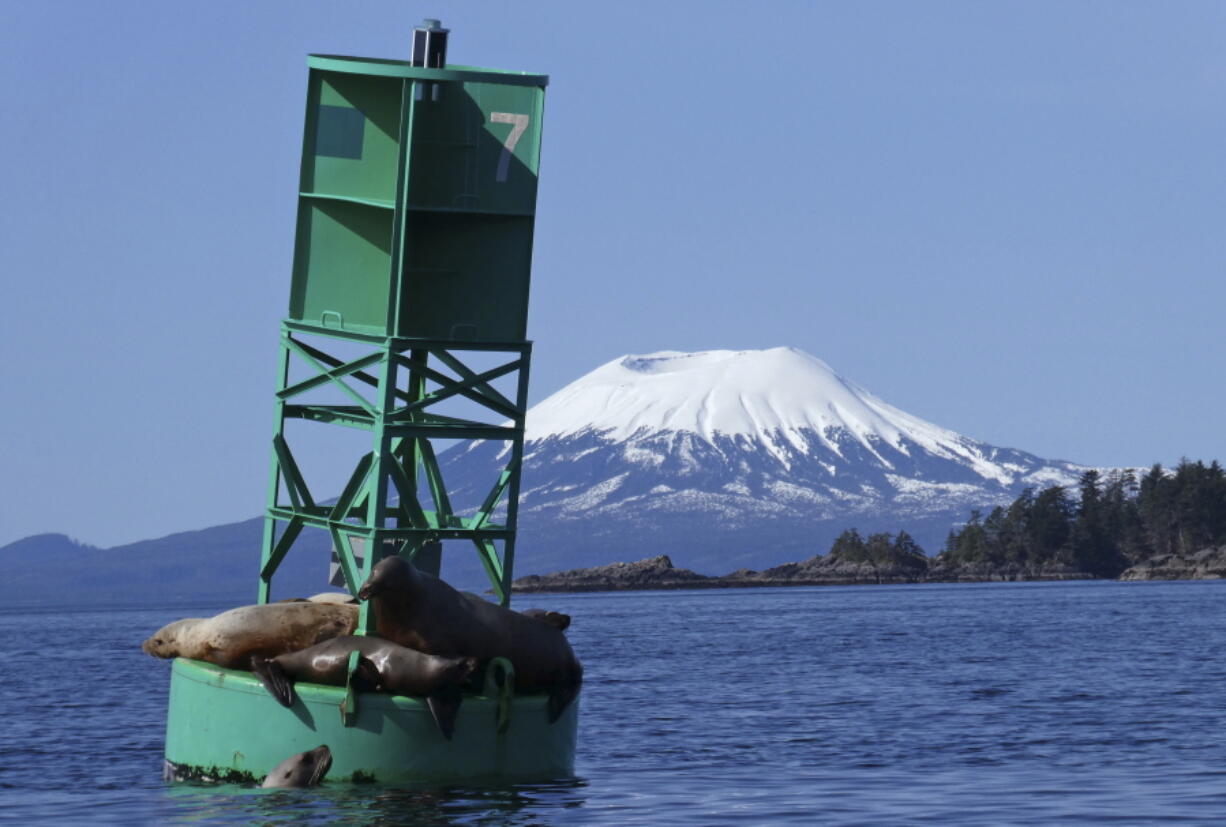 With Mount Edgecumbe in the background, a sea lion pops its head out of the water next to a buoy crowded with other sea lions in Sitka, Alaska on April 7, 2018. A swarm of hundreds of small earthquakes have been reported near Mount Edgecumbe volcano 15 miles west of Sitka, in southeast Alaska. The reason for the swarm is not known, officials at the Alaska Volcano Observatory said Wednesday, April 13, 2022.