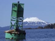 With Mount Edgecumbe in the background, a sea lion pops its head out of the water next to a buoy crowded with other sea lions in Sitka, Alaska on April 7, 2018. A swarm of hundreds of small earthquakes have been reported near Mount Edgecumbe volcano 15 miles west of Sitka, in southeast Alaska. The reason for the swarm is not known, officials at the Alaska Volcano Observatory said Wednesday, April 13, 2022.