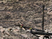 Two firefighters crest a hill as they work to put out hot spots on a wildfire burning on the outskirts of Flagstaff, Ariz., Thursday, April 21, 2022.