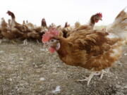 FILE - In this Oct. 21, 2015, file photo, cage-free chickens walk in a fenced pasture at an organic farm near Waukon, Iowa. Some farmers are wondering if it's OK that eggs sold as free-range come from chickens being kept inside. It's a question that arises lately as farmers try to be open about their product while also protecting chickens from a highly infectious bird flu that has killed roughly 28 million poultry across the country.