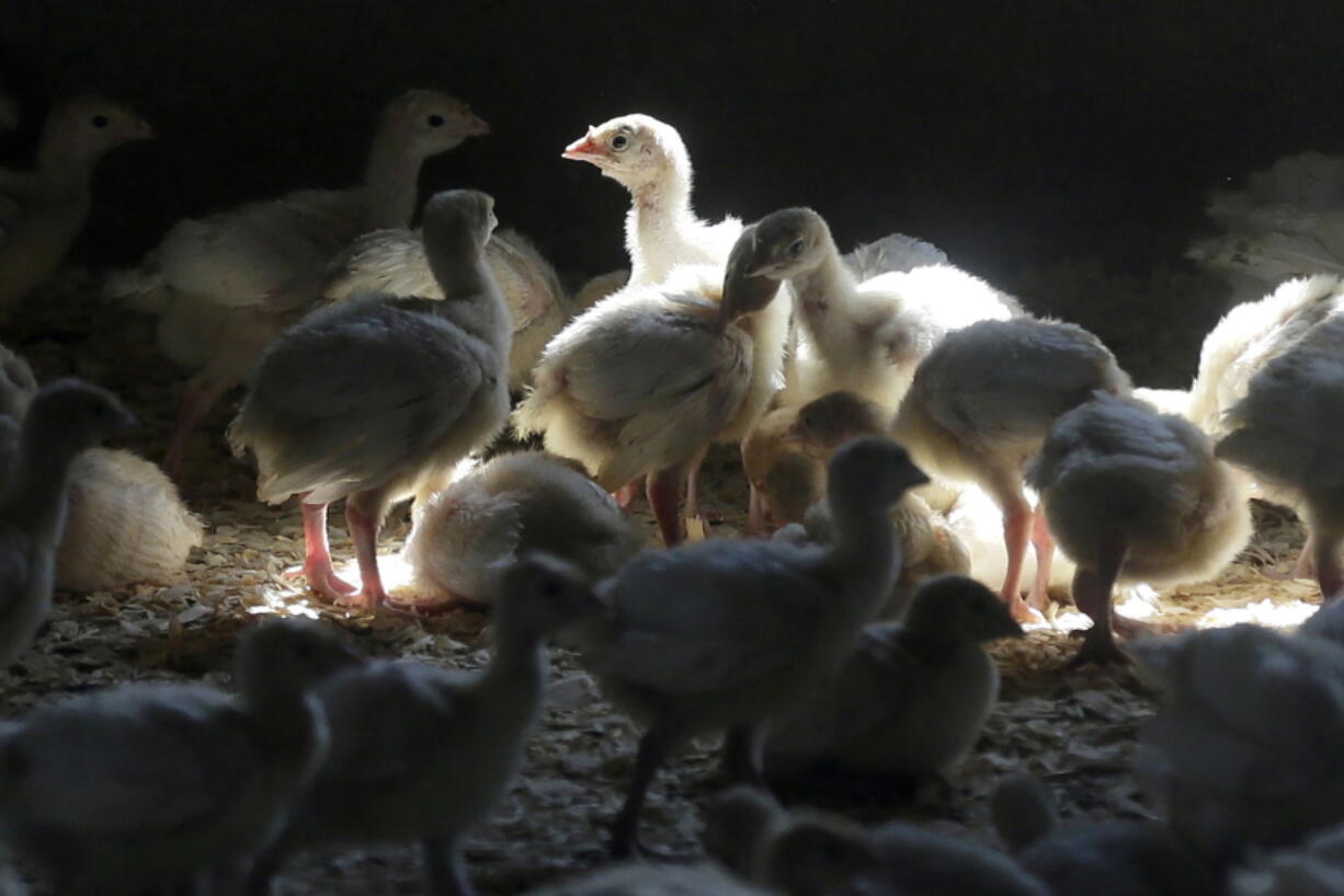 FILE - Turkeys stand in a barn on turkey farm near Manson, Iowa on Aug. 10, 2015. A Colorado prison inmate has tested positive for bird flu in the first confirmed case of a human being infected with the disease that has resulted in the death of millions of chickens and turkeys. The U.S. Centers for Disease Control and Prevention said Thursday, April 28, 2022, that the man who tested positive had been in a pre-release program and was helping removing chickens from an infected farm.