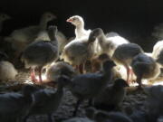 FILE - Turkeys stand in a barn on turkey farm near Manson, Iowa on Aug. 10, 2015. A Colorado prison inmate has tested positive for bird flu in the first confirmed case of a human being infected with the disease that has resulted in the death of millions of chickens and turkeys. The U.S. Centers for Disease Control and Prevention said Thursday, April 28, 2022, that the man who tested positive had been in a pre-release program and was helping removing chickens from an infected farm.