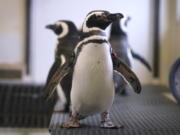 Magellan penguins stand April 5 in their enclosure at the Blank Park Zoo in Des Moines, Iowa. Zoos across North America are moving their birds indoors and away from people and wildlife as they try to protect them from the highly contagious and potentially deadly avian influenza.