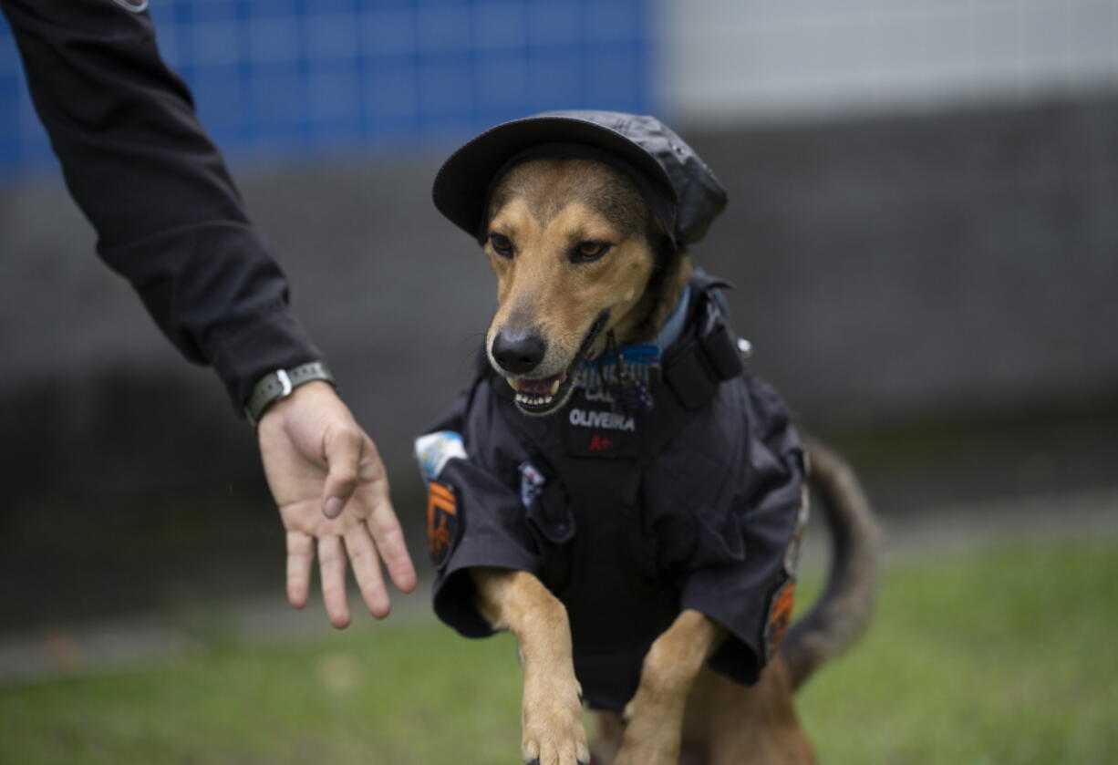 Police Cpl. Cristiano de Oliveira offers a hand to police dog "Corporal Oliveira," at the 17 Military Police Battalion's station, in Rio de Janeiro, Brazil, Thursday, April 7, 2022. Oliveira is one of two rescue dogs that have turned into local mascots and budding online influencers after joining their rescuers' ranks.