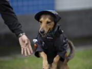 Police Cpl. Cristiano de Oliveira offers a hand to police dog "Corporal Oliveira," at the 17 Military Police Battalion's station, in Rio de Janeiro, Brazil, Thursday, April 7, 2022. Oliveira is one of two rescue dogs that have turned into local mascots and budding online influencers after joining their rescuers' ranks.