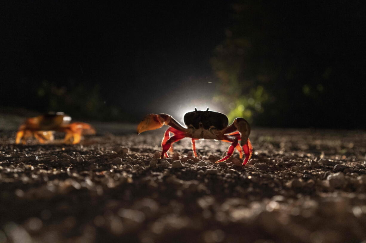 Crabs cross a road in Giron, Cuba, Sunday, April 10, 2022. Millions of crabs emerge at the beginning of the spring rains and start a journey to the waters of the Bay of Pigs to spawn  in a yearly migration.