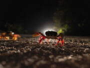 Crabs cross a road in Giron, Cuba, Sunday, April 10, 2022. Millions of crabs emerge at the beginning of the spring rains and start a journey to the waters of the Bay of Pigs to spawn  in a yearly migration.