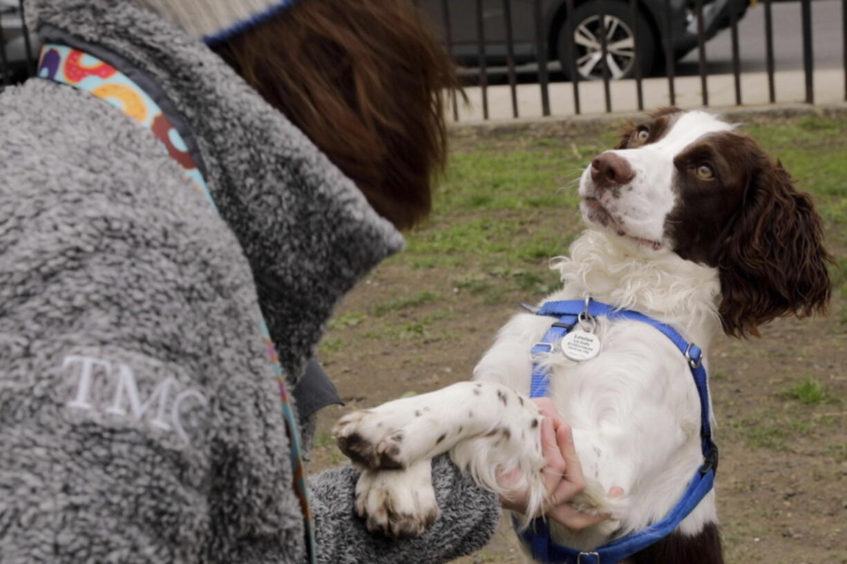 Elizabeth Kelly plays with her English springer spaniel, Louise, at McCarren Park in the Brooklyn borough of New York. (Emma H.