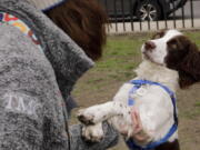 Elizabeth Kelly plays with her English springer spaniel, Louise, at McCarren Park in the Brooklyn borough of New York. (Emma H.