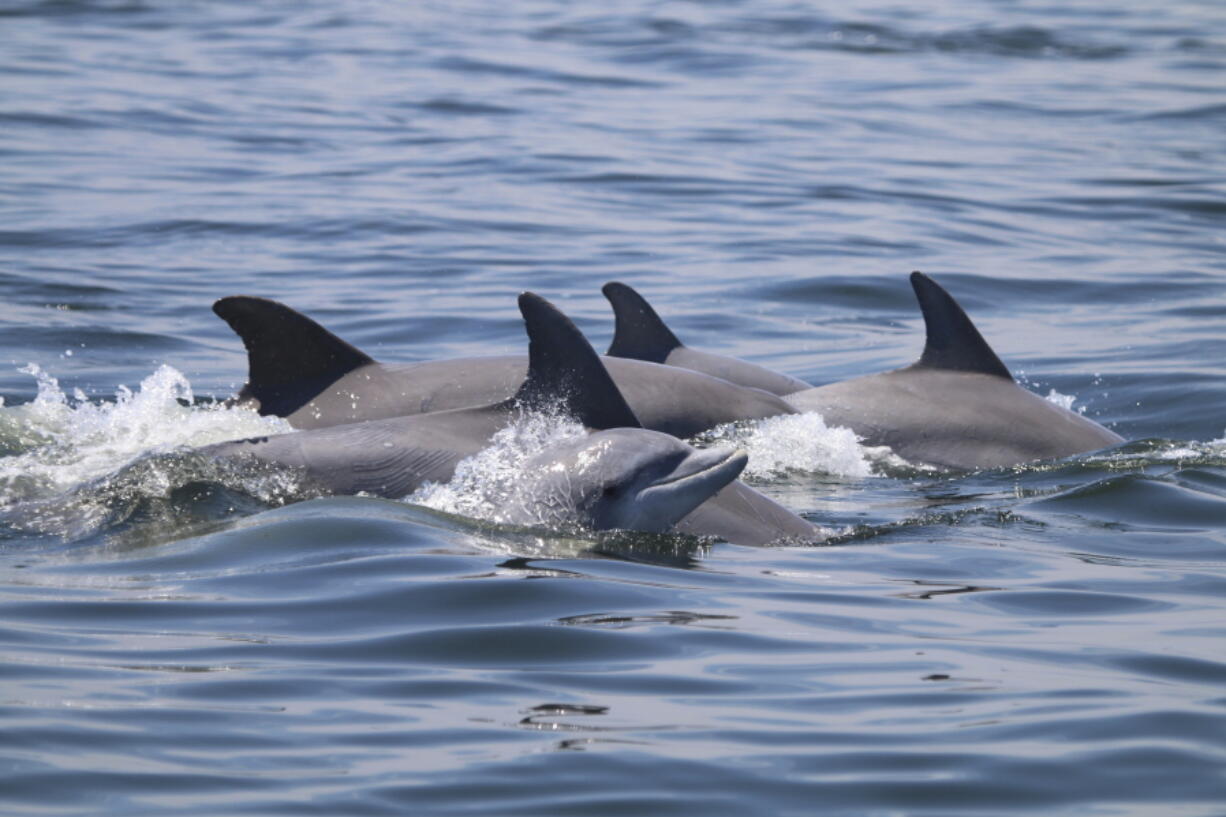 Dolphins swim together May 2019 in the Potomac River between Lewisetta and Smith Point, Va.