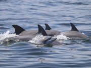 Dolphins swim together May 2019 in the Potomac River between Lewisetta and Smith Point, Va.