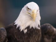 NextEra Energy subsidiary ESI Energy was sentenced to probation and ordered to pay more than $8 million in fines and restitution after at least 150 eagles were killed over the past decade at its wind farms in eight states.