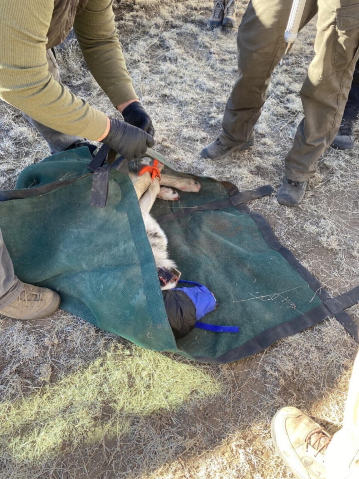 Members of the Mexican Wolf Interagency Field Team process a wolf during an annual count in January in southwestern New Mexico. (U.S.