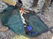 Members of the Mexican Wolf Interagency Field Team process a wolf during an annual count in January in southwestern New Mexico. (U.S.