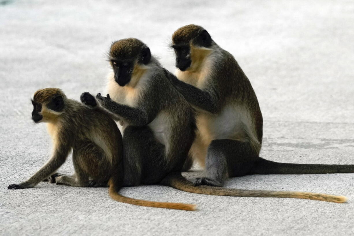 Female vervet monkeys Bella, left, Snow White, center, and Olivia groom each other in the Park 'N Fly airport lot adjacent to the mangrove preserve where the vervet monkey colony lives, Tuesday, March 1, 2022, in Dania Beach, Fla. For 70 years, a group of non-native monkeys has made their home next to a South Florida airport, delighting visitors and becoming local celebrities.