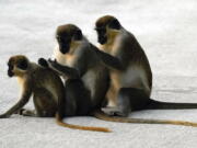 Female vervet monkeys Bella, left, Snow White, center, and Olivia groom each other in the Park 'N Fly airport lot adjacent to the mangrove preserve where the vervet monkey colony lives, Tuesday, March 1, 2022, in Dania Beach, Fla. For 70 years, a group of non-native monkeys has made their home next to a South Florida airport, delighting visitors and becoming local celebrities.