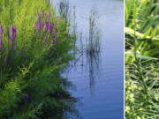 Purple loosestrife (Lythrum salicaria), left, and a Liatris spicata, commonly called blazing star or gay feather. Purple Loosestrife is an invasive plant that threatens wetlands and chokes out food sources and habitat for wildlife. TheLiatris spicata is a recommended alternative for invasive purple loosestrife.