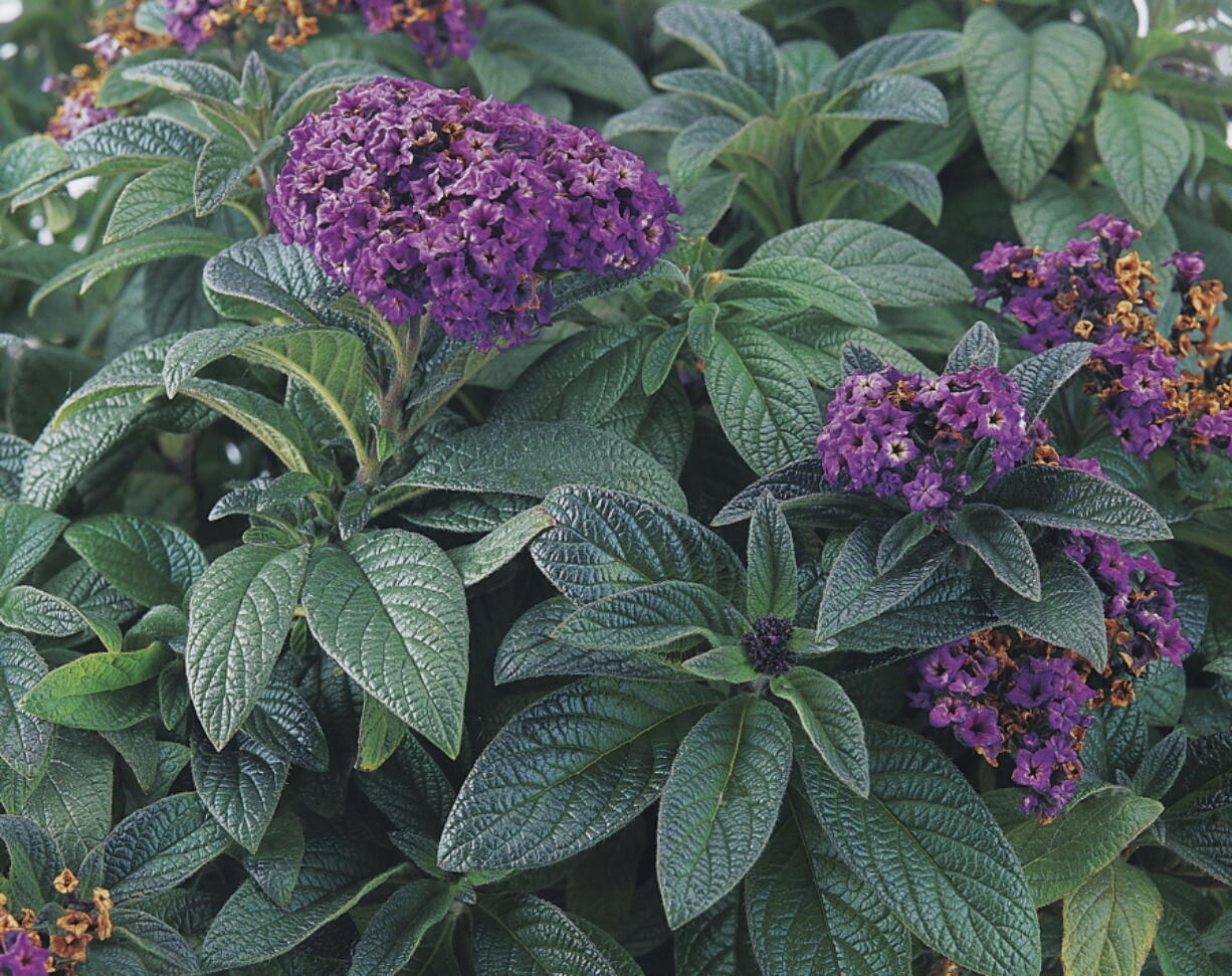 This image provided by Proven Winners shows a sweetly scented heliotrope flower, an old-time garden favorite.