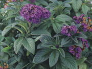 This image provided by Proven Winners shows a sweetly scented heliotrope flower, an old-time garden favorite.