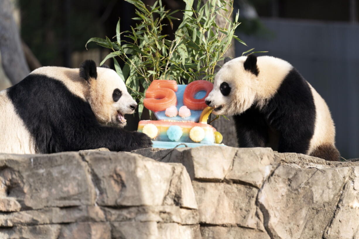 Giant pandas Mei Xiang, left, and her cub Xiao Qi Ji eat a fruitsicle cake Saturday morning in celebration of 50 years of care, conservation, breeding and study of giant pandas at the National Zoo in Washington.