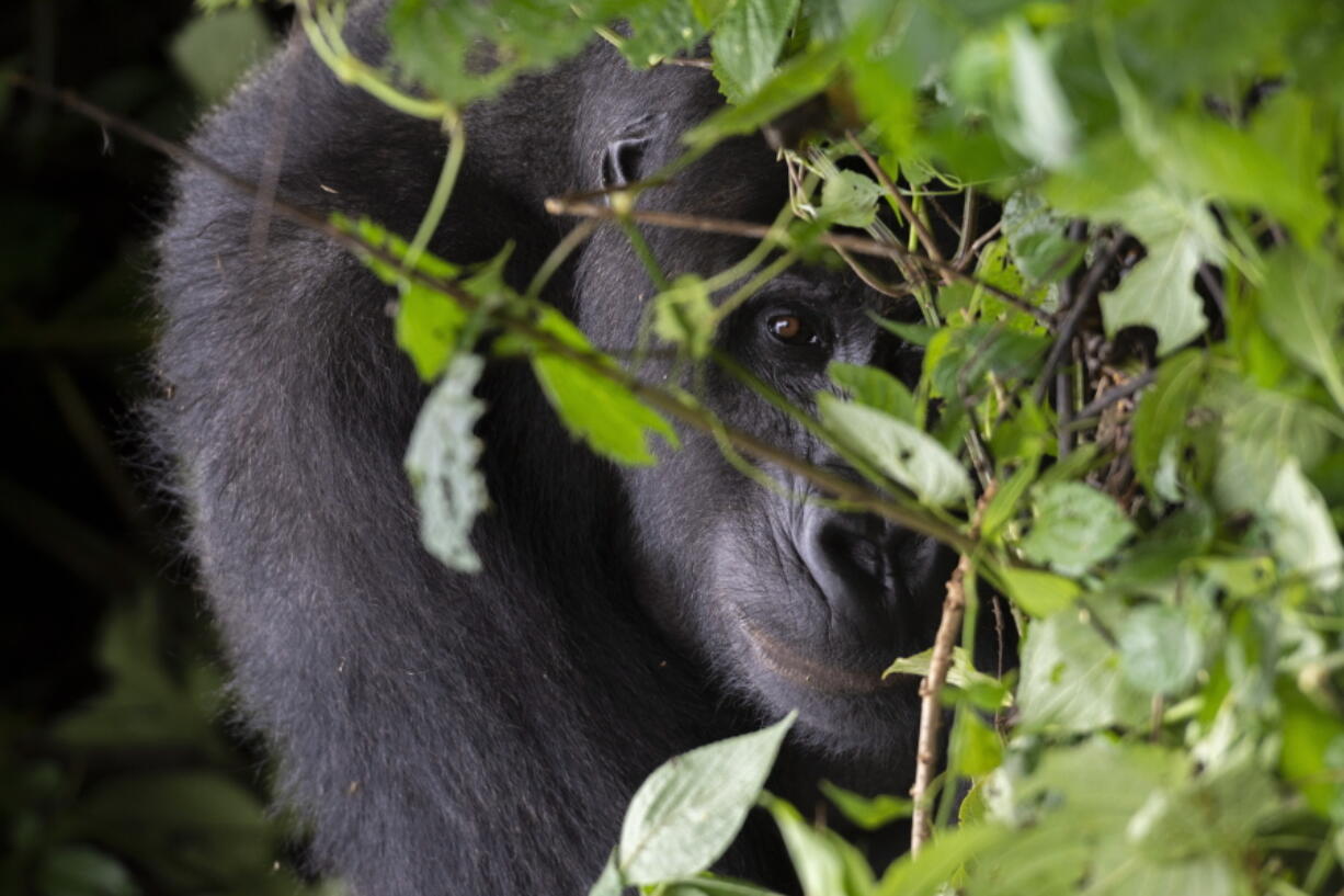 A Grauer's gorilla in Kahuzi Biega National Park in the Democratic Republic of Congo on Jan. 22, 2019.