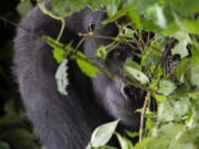 A Grauer's gorilla in Kahuzi Biega National Park in the Democratic Republic of Congo on Jan. 22, 2019.