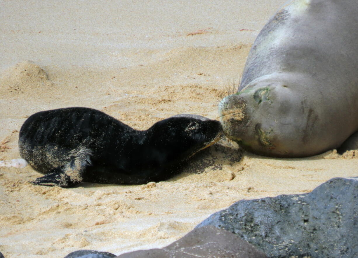 This photo provided by the Department of Land and Natural Resources shows a Hawaiian monk seal and her newborn pup on a beach in Oahu, Hawaii, on April 14, 2022. The mother monk seal checked on her pup by barking as the newborn flapped her flippers. Hawaiian monk seals are an endangered species.