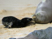 This photo provided by the Department of Land and Natural Resources shows a Hawaiian monk seal and her newborn pup on a beach in Oahu, Hawaii, on April 14, 2022. The mother monk seal checked on her pup by barking as the newborn flapped her flippers. Hawaiian monk seals are an endangered species.