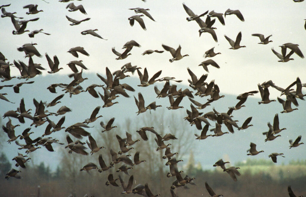 Geese take off from an island in the Columbia River. Squaw Island in the Columbia is among the places that the DNR is planning to rename.