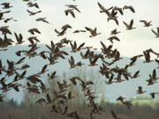 Geese take off from an island in the Columbia River. Squaw Island in the Columbia is among the places that the DNR is planning to rename.