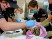 Oakland Zoo veterinary team conduct an initial exam on an emaciated mountain lion cub on Sunday, April 10, 2022, after receiving it from the California Department of Fish and Wildlife. The orphaned and emaciated mountain lion cub spotted by hikers in the San Francisco area was brought to the Oakland Zoo where veterinarians have named her "Rose" and are trying to nurse her back to health.