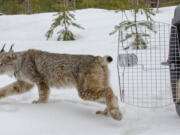 FILE - A Canada lynx is released in Schoolcraft County in Michigan's Upper Peninsula on April 12, 2019. U.S. wildlife officials have agreed to craft a new habitat protection plan for the rare, snow-loving Canada lynx that could include more land in Colorado and other western states.