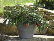 This image provided by Ball Horticultural Company shows Pot-a-Peno peppers growing in a patio container.