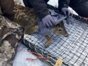 A wildlife team covers a young buck's head with a cloth to help calm it before testing the deer for the coronavirus and taking other biological samples in Grand Portage, Minn. on Wednesday, March 2, 2022. Scientists are concerned that the COVID-19 virus could evolve within animal populations - potentially spawning dangerous viral mutants that could jump back to people, spread among us and reignite what for now seems like a waning crisis.