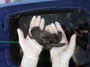 An African clawed frog (Photo by Washington Department of Fish and Wildlife)