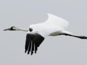 FILE - A whooping crane flies over the Aransas Wildlife Refuge in Fulton, Texas, Dec. 17, 2011. Scientists are concerned a devastating drought could hurt the recovery of the 300 endangered whooping cranes that winter in Texas. An environmental group says the Biden administration has made secret plans to weaken protection for the world's rarest crane. The U.S. Fish and Wildlife Service says it has not decided whether to propose reclassifying whooping cranes from endangered to threatened. The Center for Biological Diversity says documents obtained through open records requests show that agency officials "seem to have been deliberately misleading the public" about their plans.