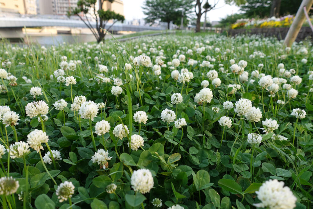 White Clover (iStock.com)