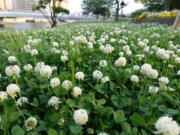 White Clover (iStock.com)