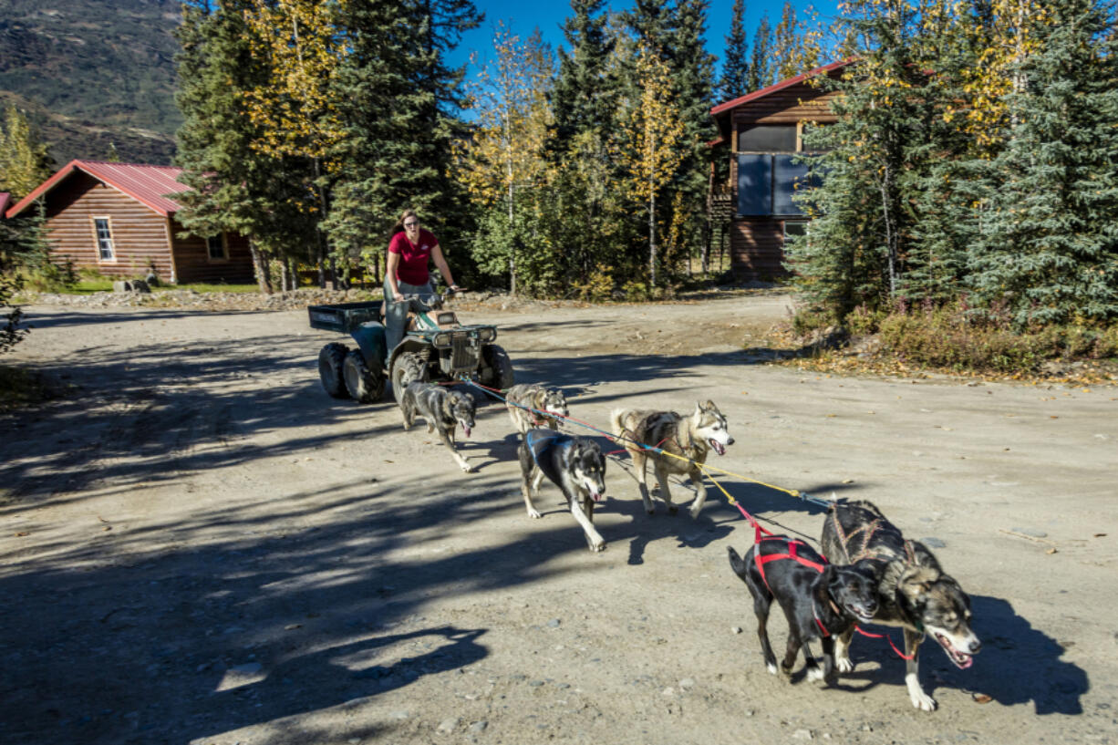 Sled dogs workout at Kantishna Roadhouse, Denali National Park, Alaska, Aug. 29, 2016.