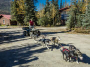 Sled dogs workout at Kantishna Roadhouse, Denali National Park, Alaska, Aug. 29, 2016.