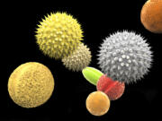 Illustration of pollen grains from different plants.